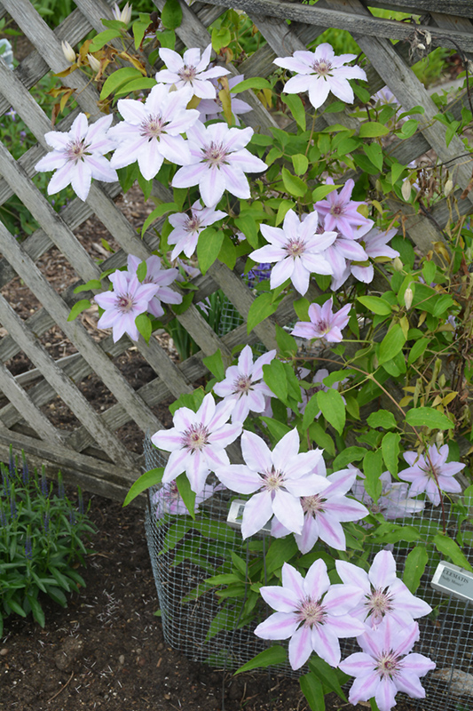 Nelly Moser Clematis (Clematis 'Nelly Moser') at Glenwild Garden Center