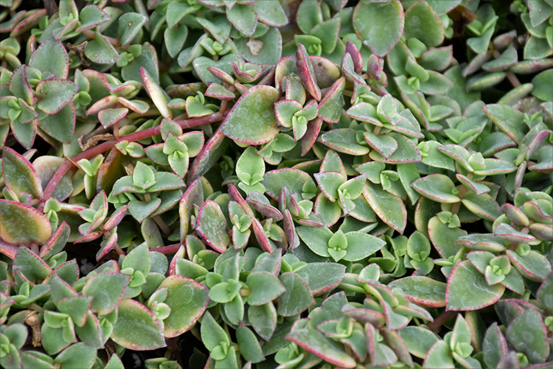 Variegated Crassula (Crassula marginalis rubra 'Variegata') at Glenwild Garden Center