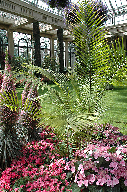 Majesty Palm (Ravenea rivularis) at Glenwild Garden Center