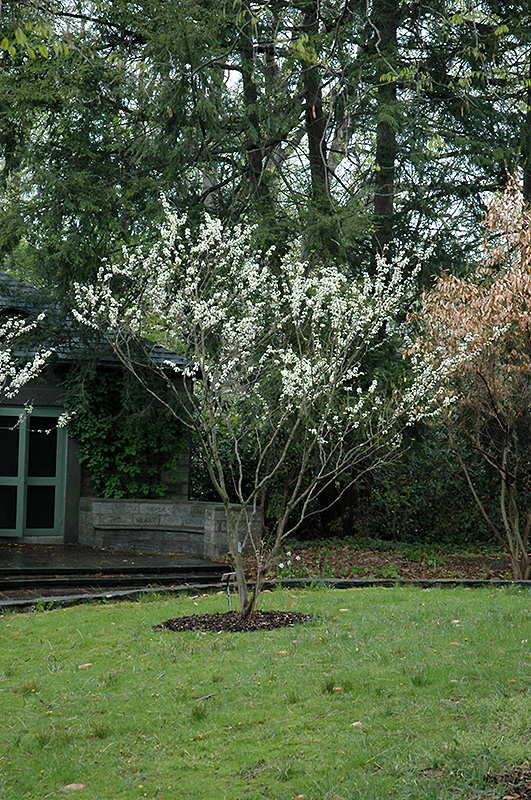 White Redbud (Cercis canadensis 'Alba') at Glenwild Garden Center
