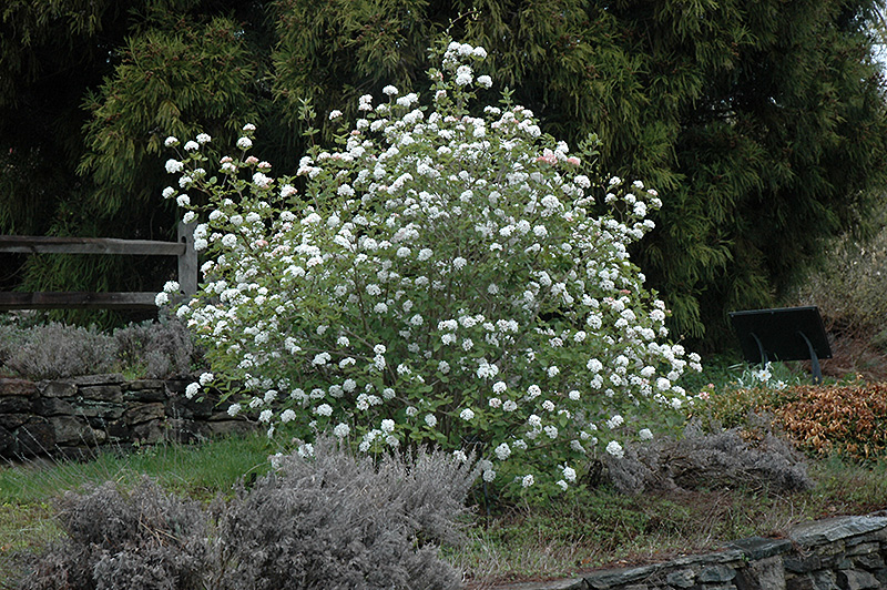 Koreanspice Viburnum (Viburnum carlesii) at Glenwild Garden Center