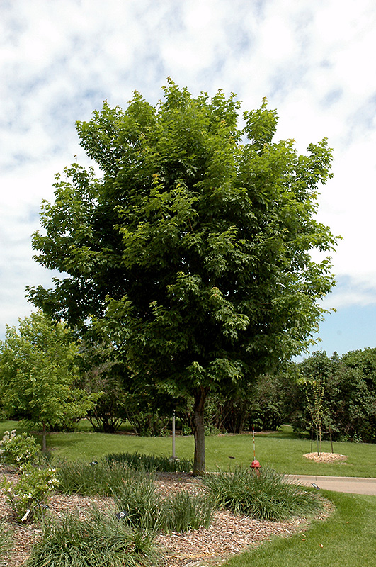 Sugar Maple (Acer saccharum) at Glenwild Garden Center