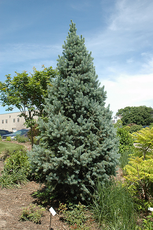 Upright Colorado Spruce (Picea pungens 'Fastigiata') at Glenwild Garden Center