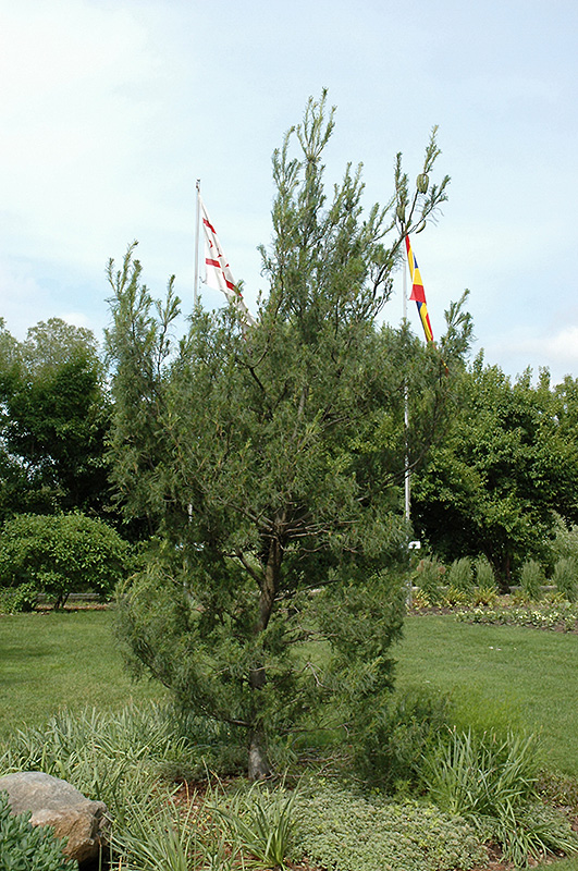 Twisted White Pine (Pinus strobus 'Contorta') at Glenwild Garden Center