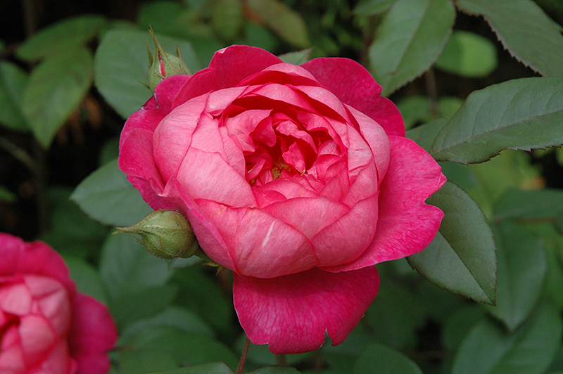 Benjamin Britten Rose (Rosa 'Benjamin Britten') at Glenwild Garden Center