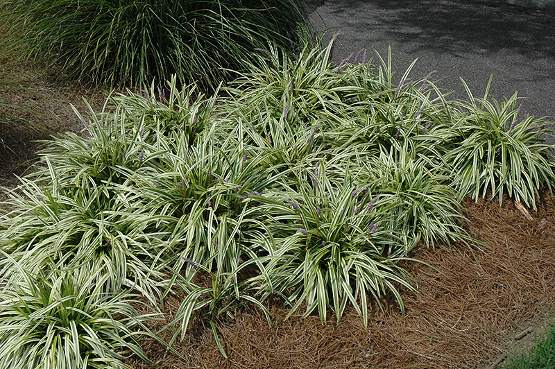 Variegata Lily Turf (Liriope muscari 'Variegata') at Glenwild Garden Center