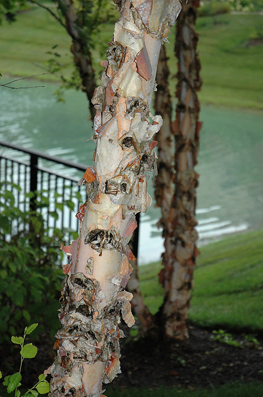 River Birch (Betula nigra) at Glenwild Garden Center