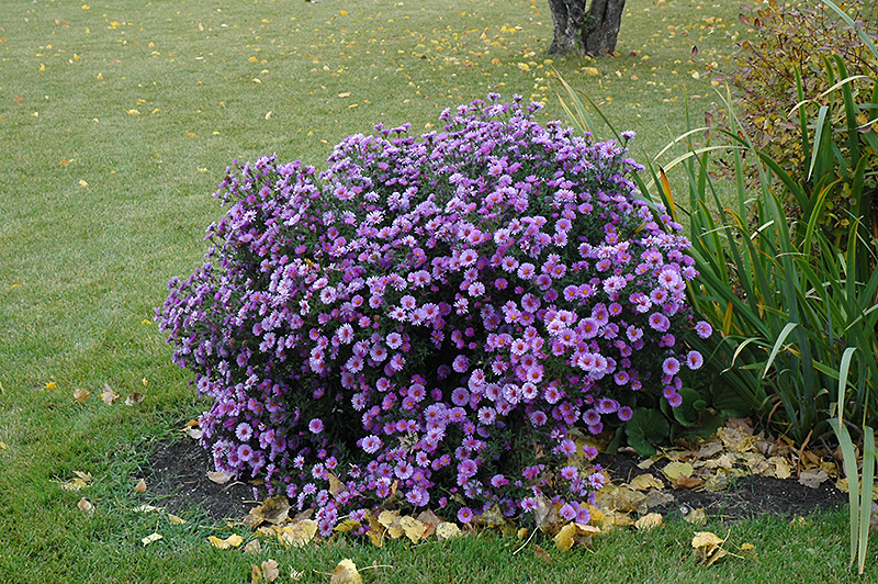 Purple Dome Aster (Symphyotrichum novae-angliae 'Purple Dome') at Glenwild Garden Center