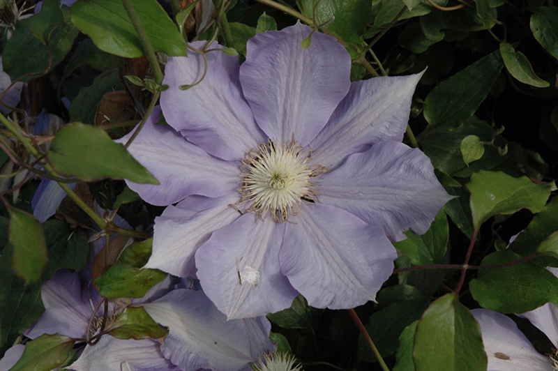 H.F. Young Clematis (Clematis 'H.F. Young') at Glenwild Garden Center