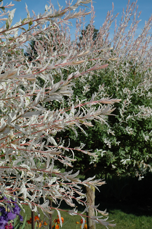 Tricolor Willow (tree form) (Salix integra 'Hakuro Nishiki (tree form)') at Glenwild Garden Center