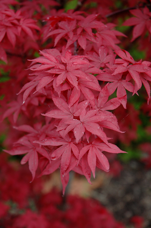Twombly's Red Sentinel Japanese Maple (Acer palmatum 'Twombly's Red Sentinel') at Glenwild Garden Center