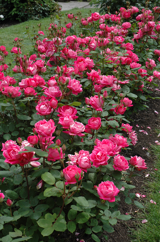 Double Knock Out Rose (Rosa 'Radtko') at Glenwild Garden Center