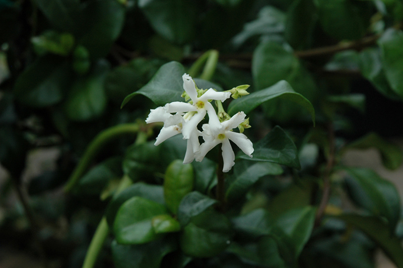 Madison Star-Jasmine (Trachelospermum jasminoides 'Madison') at Glenwild Garden Center