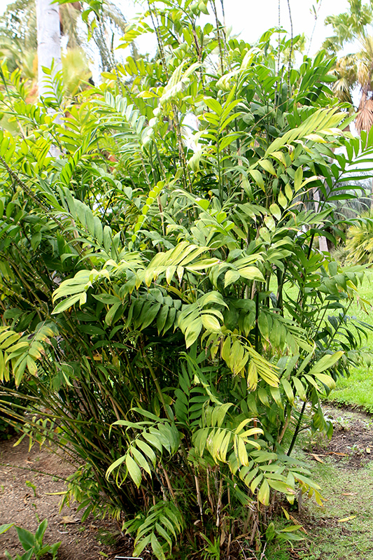 Hardy Bamboo Palm (Chamaedorea microspadix) at Glenwild Garden Center