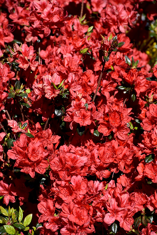 Stewartstonian Azalea (Rhododendron 'Stewartstonian') at Glenwild Garden Center