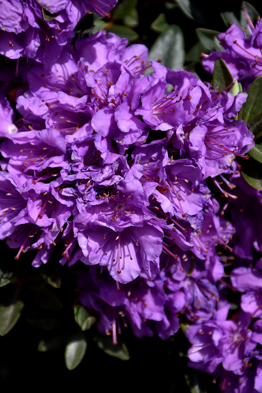 Purple Gem Rhododendron (Rhododendron 'Purple Gem') at Glenwild Garden Center