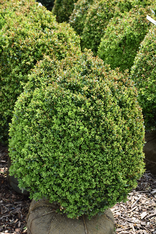 Dwarf English Boxwood (Buxus sempervirens 'Suffruticosa') at Glenwild Garden Center