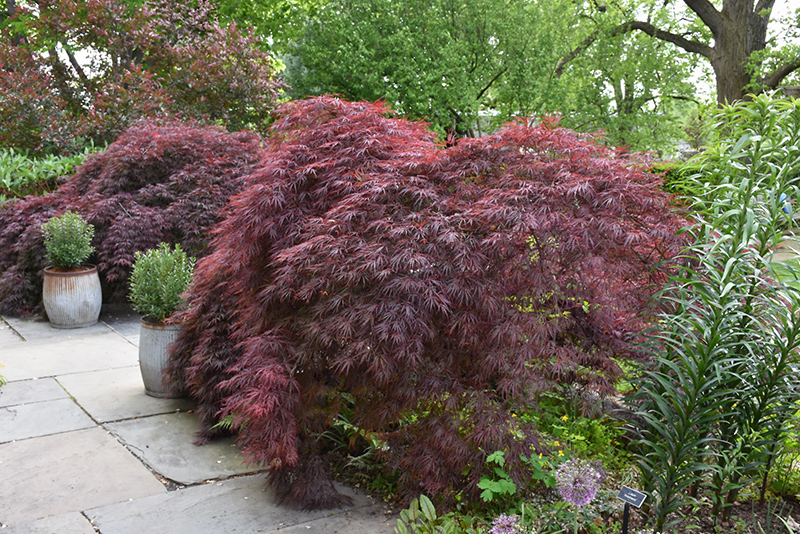 Crimson Queen Japanese Maple (Acer palmatum 'Crimson Queen') at Glenwild Garden Center