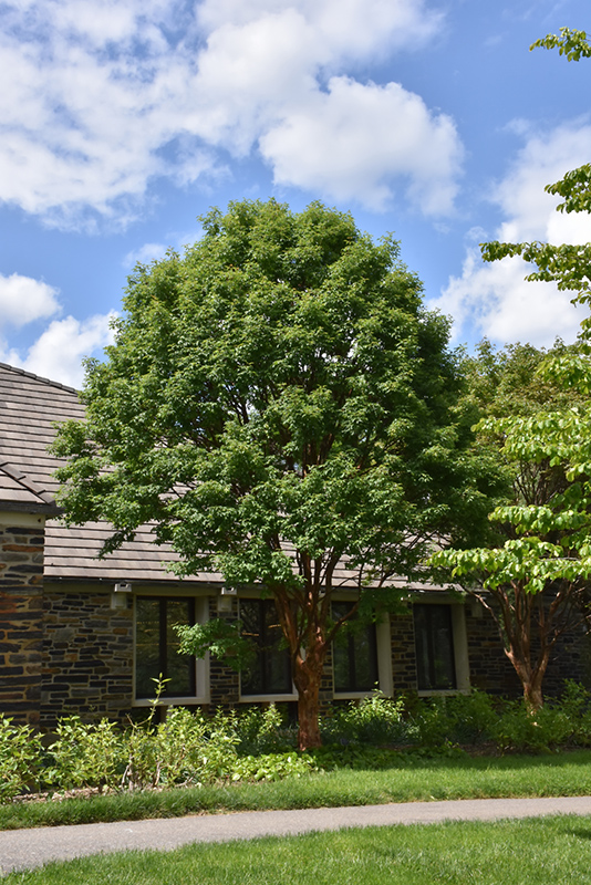 Paperbark Maple (Acer griseum) at Glenwild Garden Center