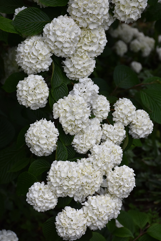 Japanese Snowball Viburnum (Viburnum plicatum) at Glenwild Garden Center