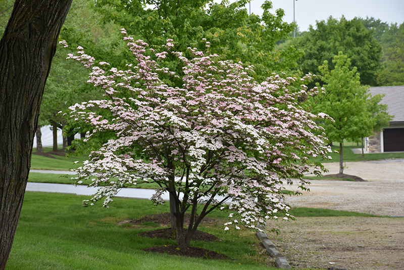 Stellar Pink Flowering Dogwood (Cornus 'Stellar Pink') at Glenwild Garden Center