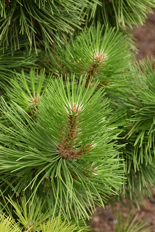 Hornbrookiana Dwarf Austrian Pine (Pinus nigra 'Hornbrookiana') at Glenwild Garden Center