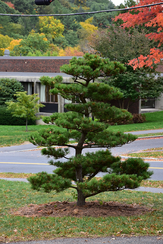 Thunderhead Japanese Black Pine (Pinus thunbergii 'Thunderhead') at Glenwild Garden Center
