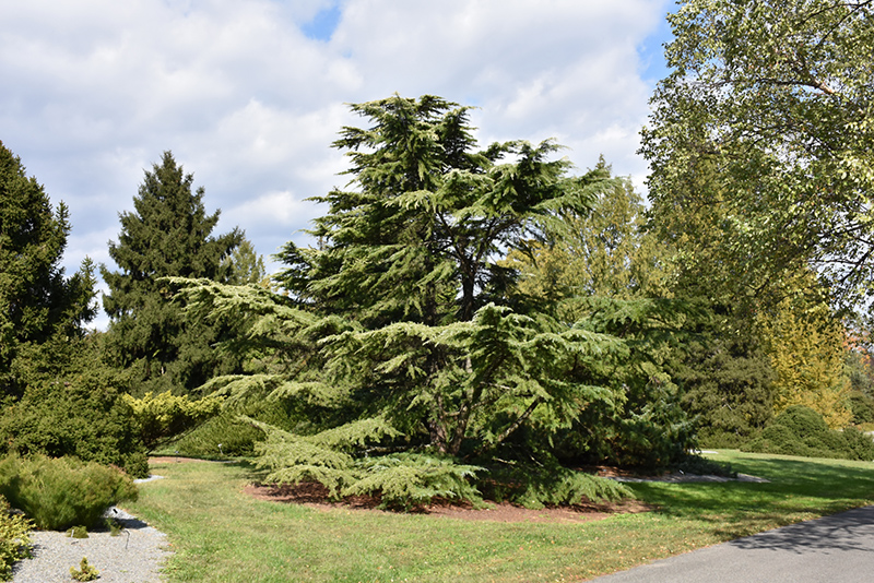 Golden Deodar Cedar (Cedrus deodara 'Aurea') at Glenwild Garden Center