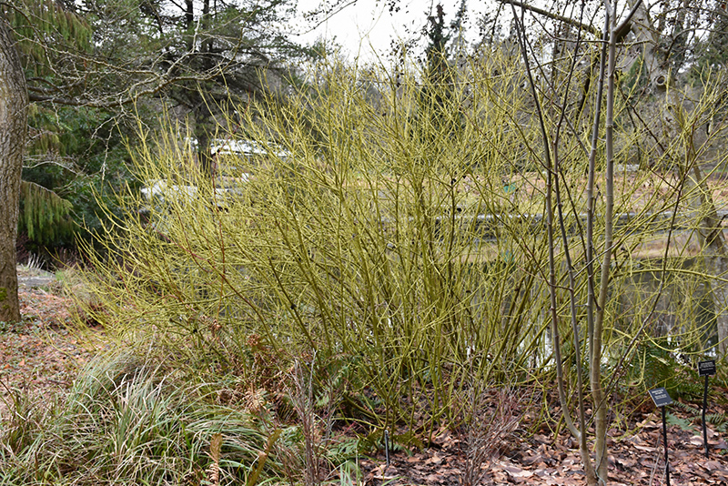 Yellow Twig Dogwood (Cornus sericea 'Flaviramea') at Glenwild Garden Center