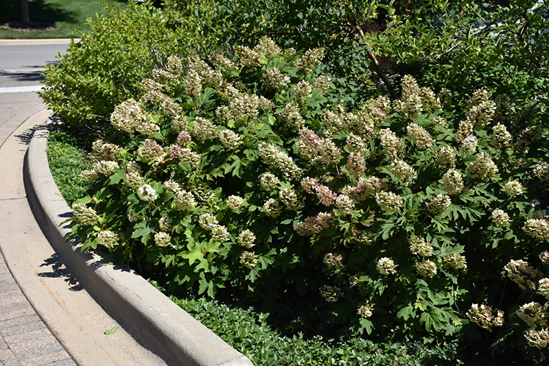 Snow Queen Hydrangea (Hydrangea quercifolia 'Snow Queen') at Glenwild Garden Center