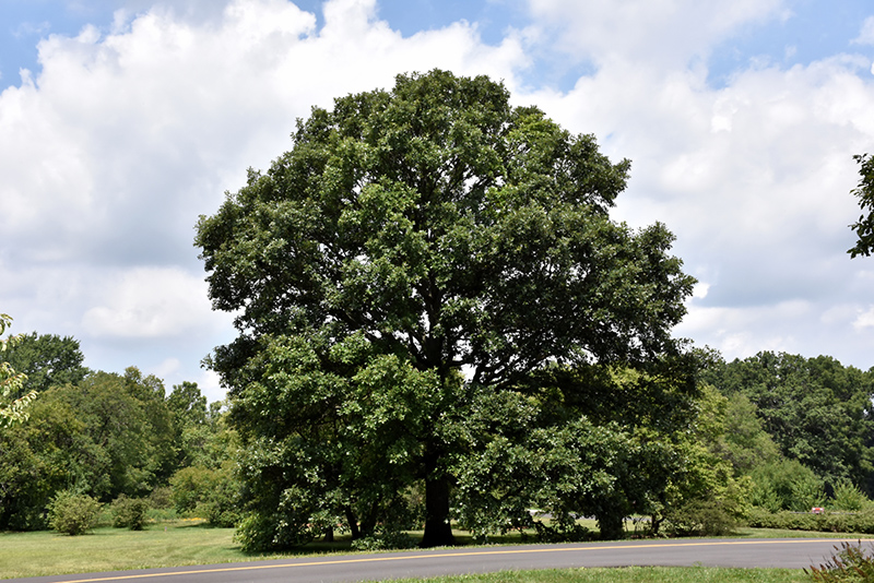 Swamp White Oak (Quercus bicolor) at Glenwild Garden Center