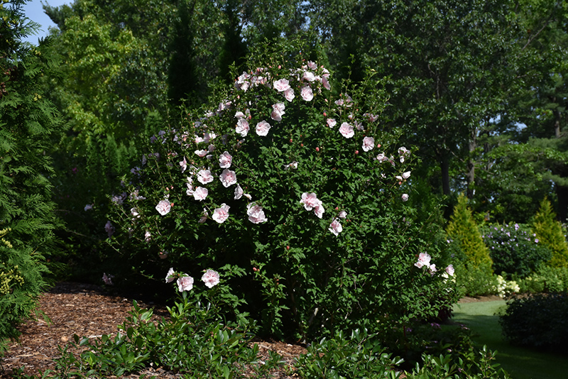 Pink Chiffon Rose of Sharon (Hibiscus syriacus 'JWNWOOD4') at Glenwild Garden Center