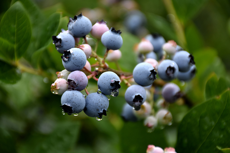 Bluecrop Blueberry (Vaccinium corymbosum 'Bluecrop') at Glenwild Garden Center