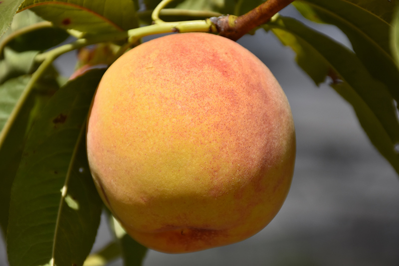 Reliance Peach (Prunus persica 'Reliance') at Glenwild Garden Center