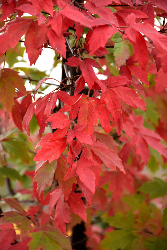 Paperbark Maple (Acer griseum) at Glenwild Garden Center