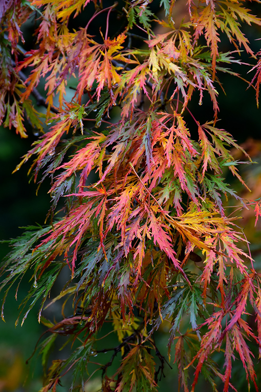 Cutleaf Japanese Maple (Acer palmatum 'Dissectum') at Glenwild Garden Center