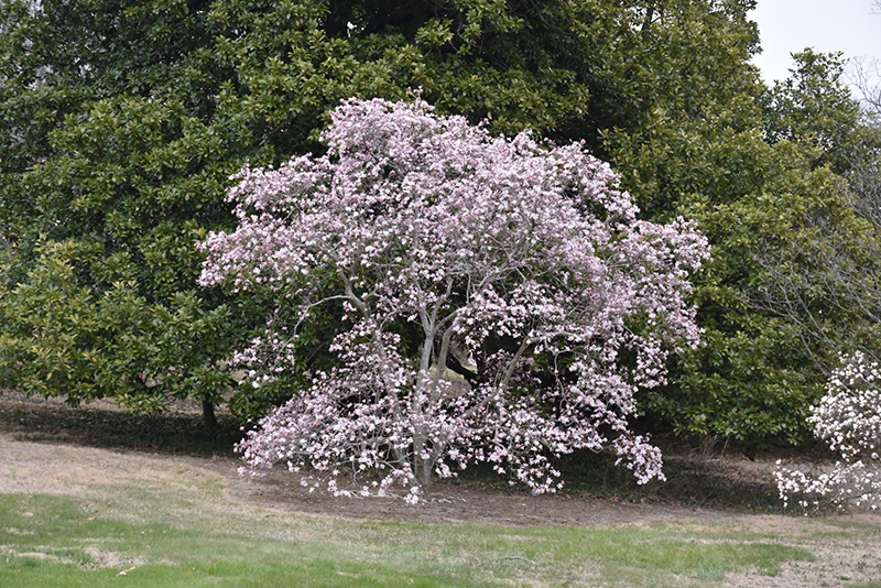 Leonard Messel Magnolia (Magnolia x loebneri 'Leonard Messel') at Glenwild Garden Center