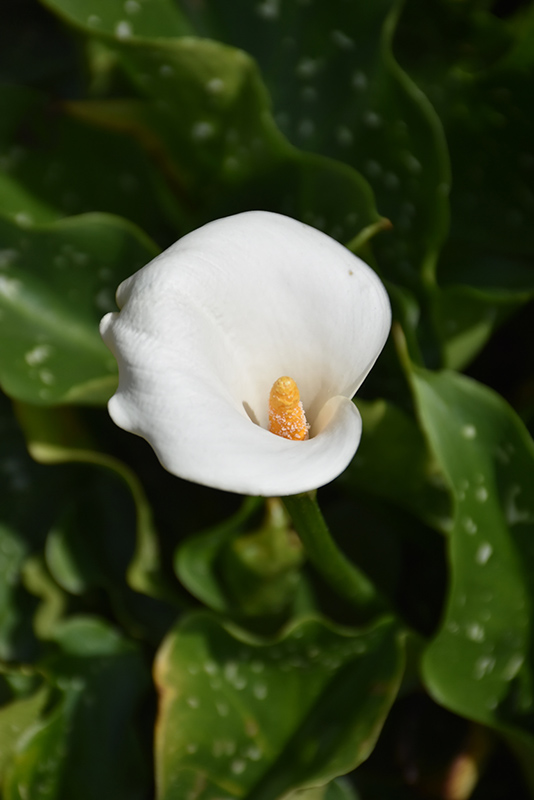 Calla Lily (Zantedeschia aethiopica) at Glenwild Garden Center