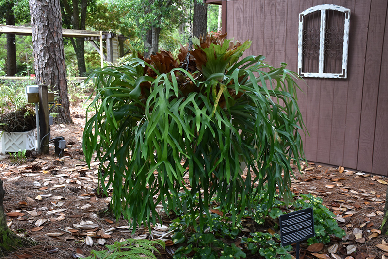 Staghorn Fern (Platycerium bifurcatum) at Glenwild Garden Center