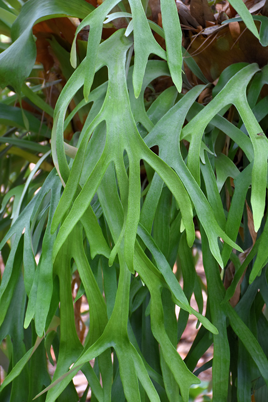 Staghorn Fern (Platycerium bifurcatum) at Glenwild Garden Center