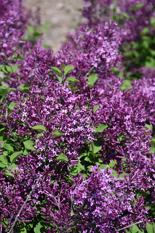 Bloomerang Dark Purple Lilac (Syringa 'SMSJBP7') at Glenwild Garden Center