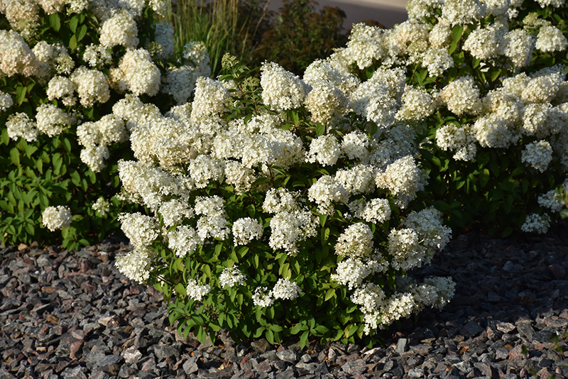 Bobo Hydrangea (Hydrangea paniculata 'ILVOBO') at Glenwild Garden Center