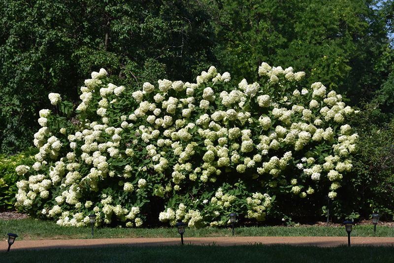 Limelight Hydrangea (Hydrangea paniculata 'Limelight') at Glenwild Garden Center