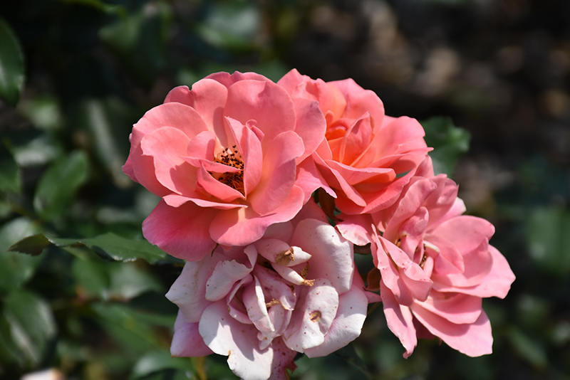 Coral Knock Out Rose (Rosa 'Radral') at Glenwild Garden Center