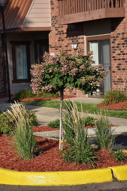 Quick Fire Hydrangea (tree form) (Hydrangea paniculata 'Bulk') at Glenwild Garden Center