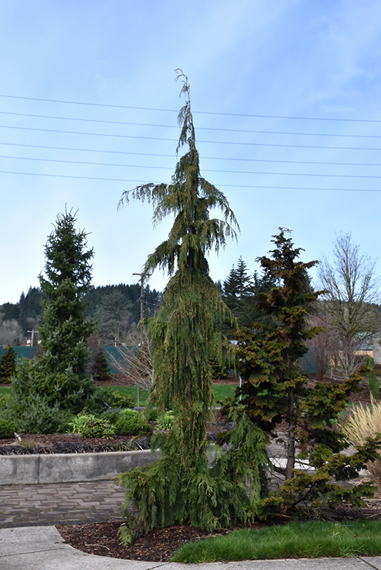 Weeping Nootka Cypress (Chamaecyparis nootkatensis 'Pendula') at Glenwild Garden Center