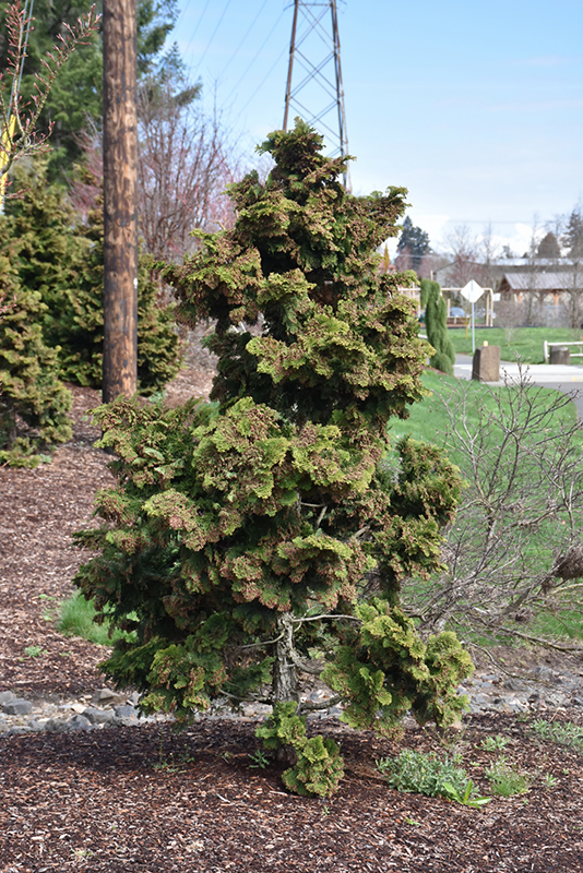 Koster's Falsecypress (Chamaecyparis obtusa 'Kosteri') at Glenwild Garden Center
