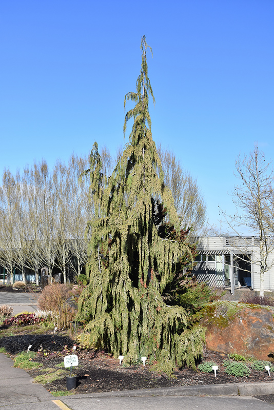 Blue Weeping Nootka Cypress (Chamaecyparis nootkatensis 'Glauca Pendula') at Glenwild Garden Center
