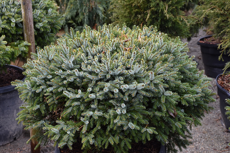 Dwarf Serbian Spruce (Picea omorika 'Nana') at Glenwild Garden Center