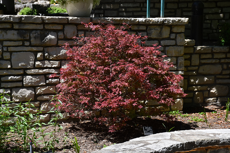Shaina Japanese Maple (Acer palmatum 'Shaina') at Glenwild Garden Center